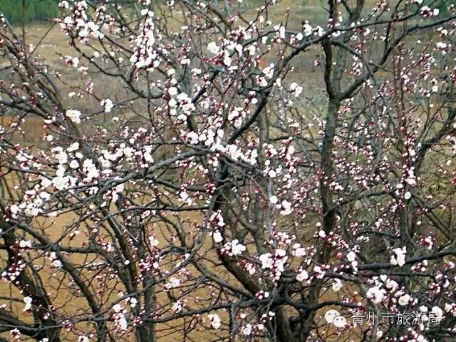 青州杏花村开花了！春到杏花始盛开！