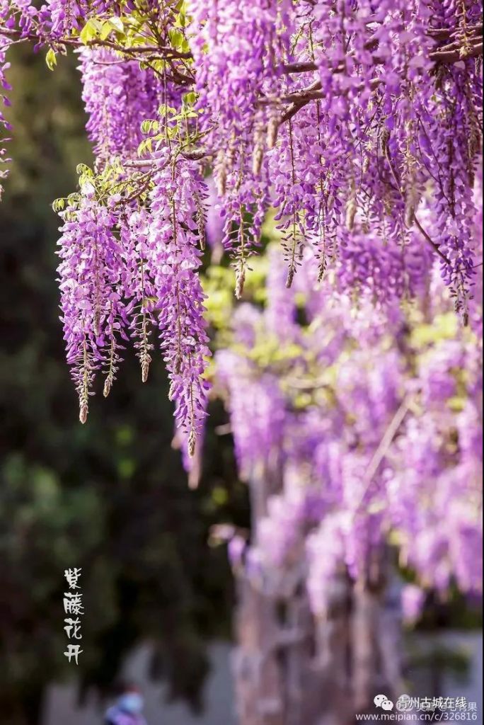 偶园紫藤花，送你春的梦幻