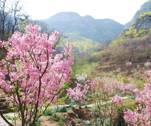 齐山樱花节，来认养一棵专属于你的樱花树吧！ 