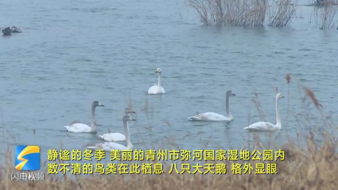 “老朋友”大天鹅又来青州市弥河国家湿地公园了 这回拖家带口