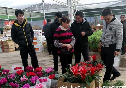 青州：年宵花带热市场 高档盆花量价双增