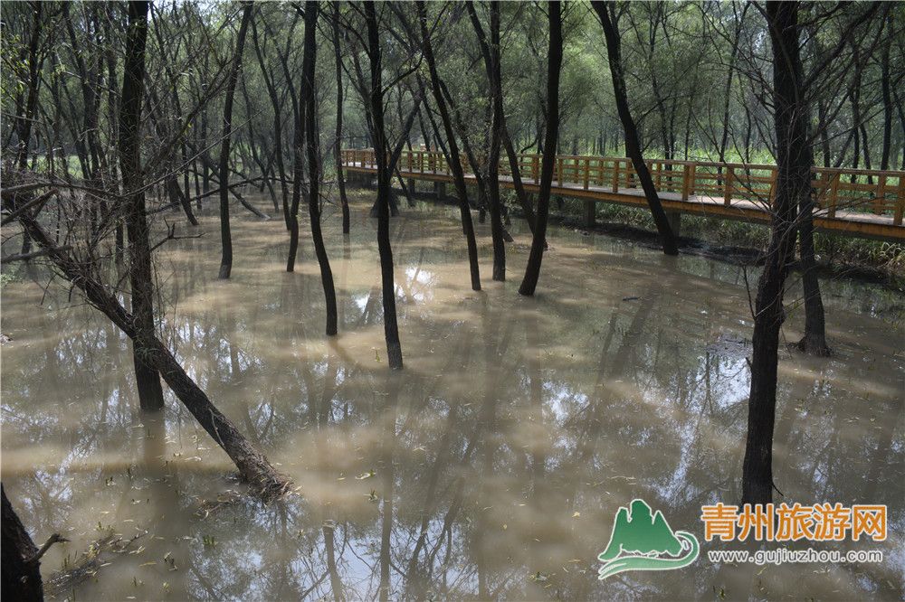 青州沼泽公园有水了