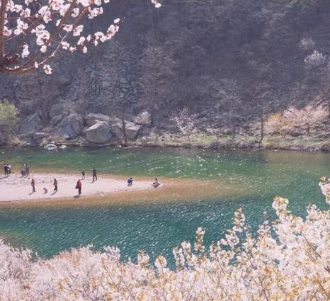 青岛万亩樱桃花开，寻一处静谧的村落把时光过成诗！ 