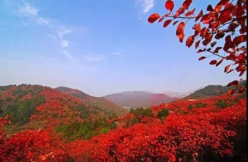 深秋青州正当红，十几处绝佳赏红叶之地等你来