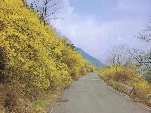 青州仰天山满山黄花，周末约起来！