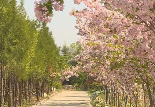 青州市：乡村处处见“春”来 世外桃源让人醉