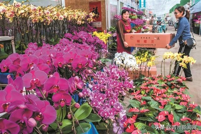 青州冬日花卉市场红火