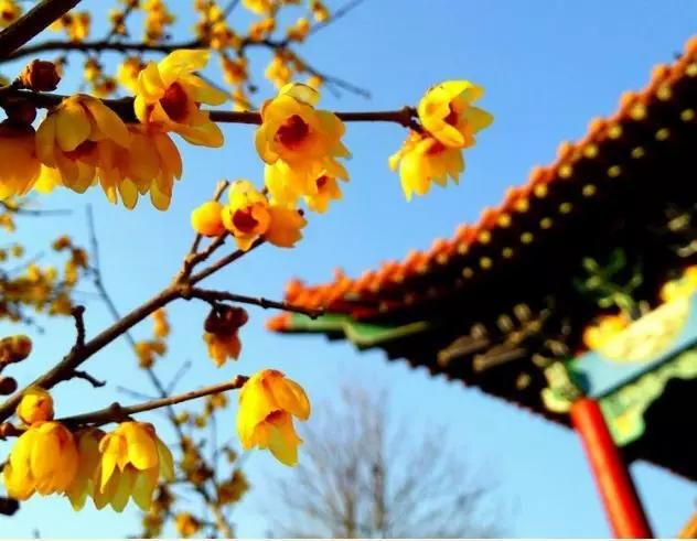当春日里的花儿，邂逅青州古朴雅致的建筑…