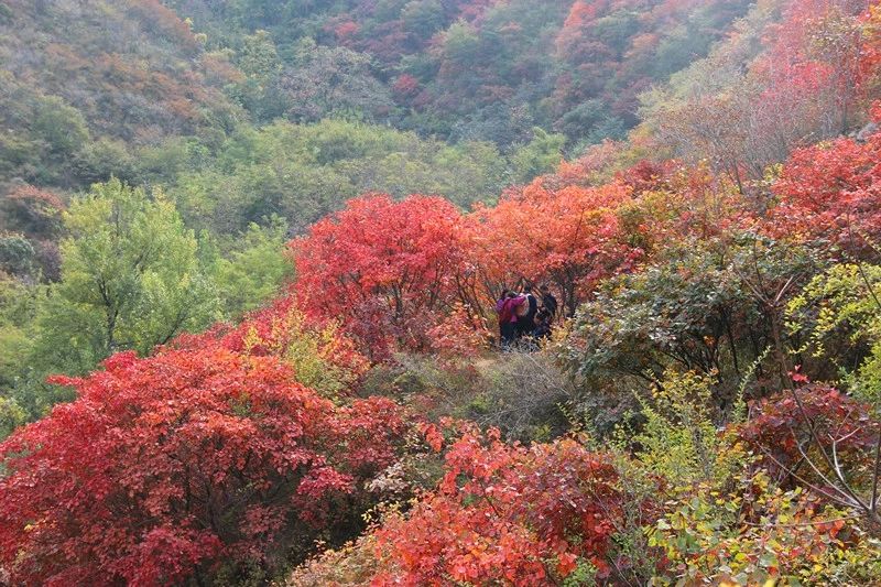 秋天圣峪口的红叶美景