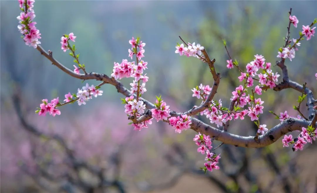 乱花渐欲迷人眼,桃花红,梨花白的季节就要到了!